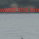 Image for article titled Watch this fish snag a bird OUT OF MIDAIR